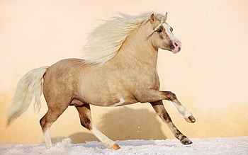 Animals, Horses HD wallpaper