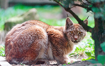 Animals, Iris, Predator, Big Cat, Brush, Brushes, Look Around, Look Back HD wallpaper