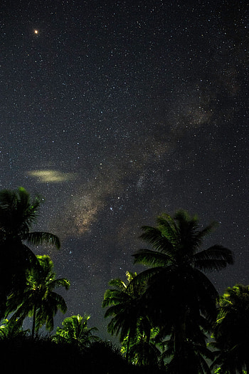 Leaves, Night, Palms, Dark, Starry Sky, Branches HD phone wallpaper