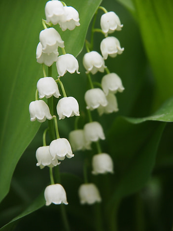 Nature, bellflowers, nature, white HD phone wallpaper