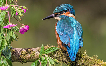 Blue bird, Close-up, , High-quality HD wallpaper