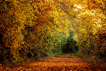 Autumn, leaves, path, fall, nature, forest HD wallpaper
