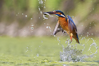 Kingfisher, Stunning colors, Impressive catch, Precision hunter HD wallpaper