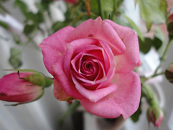 Plants, Flowers, Roses HD wallpaper