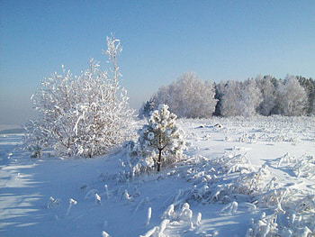 Nature, Trees, Snow, Hoarfrost, Frost, Cold HD wallpaper
