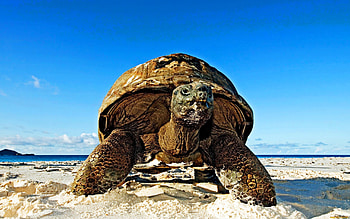 Animals, Turtles HD wallpaper