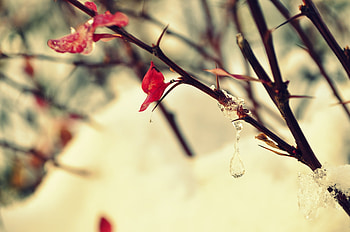 Winter, Leaves, Ice, Snow, Macro HD wallpaper