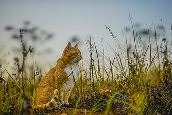 Animals, Grass, Sky, Cat, Is Sitting, Sits HD wallpaper