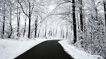 Nature, Trees, Snow, Road, Turn, Forest, Asphalt HD wallpaper