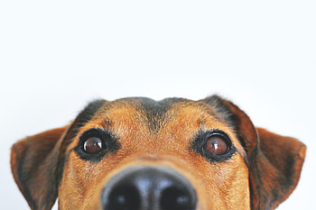 perrito, animales, dog HD wallpaper