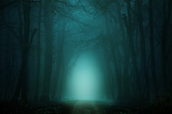 Nature, Trees, Twilight, Forest, Fog, Path, Dusk, Trail HD wallpaper