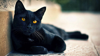 Animals, To Lie Down, Lie, Relaxation, Rest, Black Cat HD wallpaper