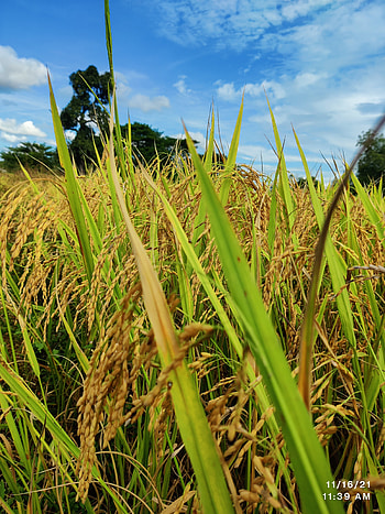 Food rice farmer, agriculture, cloud, crop HD phone wallpaper