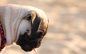 Animals, Dog, Muzzle, Profile, Pug HD wallpaper