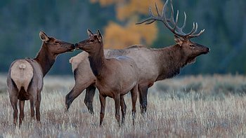 Family, Reindeers HD wallpaper
