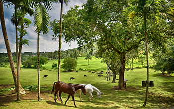 Happy farm, MacBook Air , Natural beauty, Farm landscape HD wallpaper