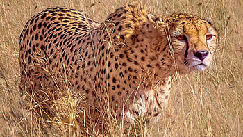 Cheetah, animal, nature, run HD wallpaper