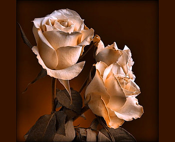 Trio of beauty, shadows, roses, peach, three, muted light HD wallpaper
