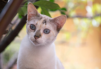 Animals, Cat, Muzzle, Spotted, Spotty, Sight, Opinion HD wallpaper