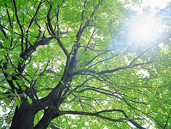 Summer, Sun Through the Trees, leaves, trunk, branches, sun, tree HD wallpaper
