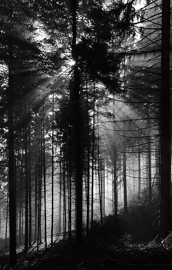 Nature, Trees, Pine, Rays, Beams, Forest, Bw, Chb HD phone wallpaper