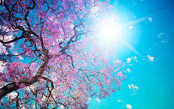 Plants, Landscape, Flowers, Trees HD wallpaper