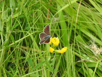 Animals, Grass, Pattern, Insect, Butterfly, Wings HD wallpaper