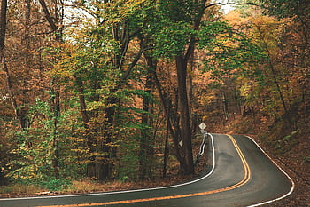 Explore a serene curvy road winding through autumn woods, rich with vibrant fall colors and foliage. HD wallpaper
