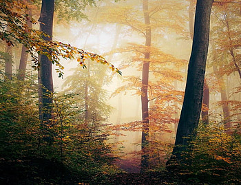 bound for winter, way, white, path, trees, road, nature, forest HD wallpaper