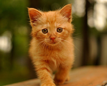 Cat, kitten, kitty, cats, cute, beautiful, paws, sleeping, cat face, pretty, animals, face, lovely, hat HD wallpaper
