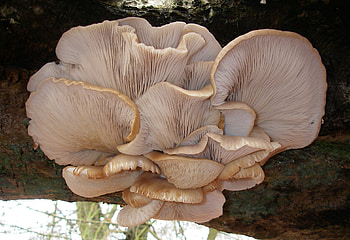 Oyster mushrooms, Mushroom , Fungi graphy HD wallpaper