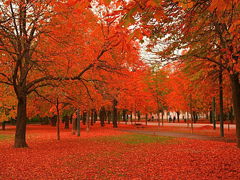 Autumn boldness, trees, autumn, leaves, orange HD wallpaper