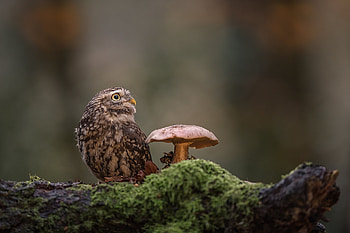Owl, mushroom, bird, bufnita, cute, mini, pasari HD wallpaper