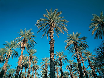 Plants, Palms HD wallpaper