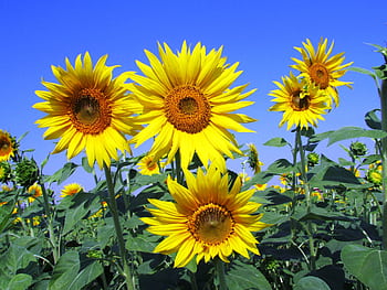 Bright yellow sunflowers blooming under a clear blue sky, showcasing summer's vibrant beauty. HD wallpaper