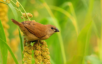 Animals, Flowers, Grass, Bird, Branch HD wallpaper
