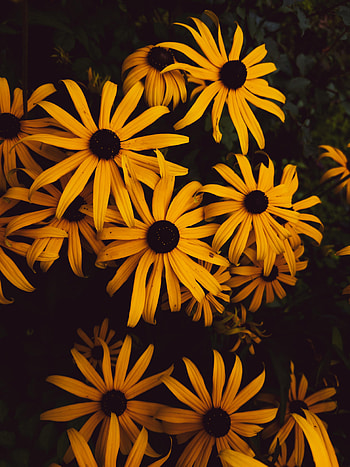 Flowers, Petals, Bloom, Flowering HD phone wallpaper