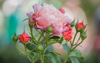 Roses, Flowers, Nature, Buds HD wallpaper