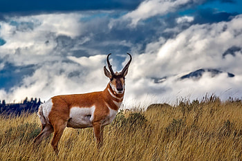 Antelope , Stunning backgrounds, Nature's beauty, Wildlife graphy HD wallpaper
