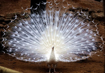 White peacoc, peacoc, white, bird, feder HD wallpaper