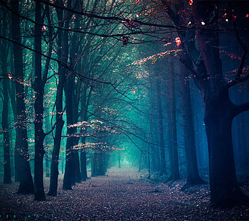 More Nature HD wallpaper