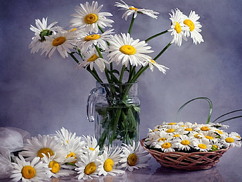 Still Life, graphy, colors, spring, daisies, beauty, basket, petals, white, vase, romance, beautiful, pretty, daisy, yellow, with love, nature, romantic, flowers, lovely, for you HD wallpaper