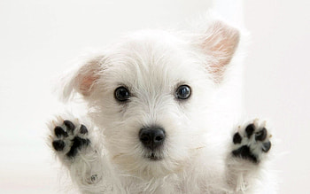 Sweet puppy , Heartwarming cuteness HD wallpaper