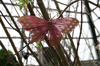 Giant Butterfly at the garden, Butterflies, garden, pink, graphy HD wallpaper