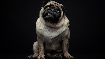 Funny Face, dog, face, funny, animals HD wallpaper