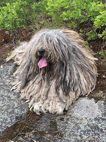 Bergamasco, Chiyo artos, Bergamasco sheepdogs, Animal HD phone wallpaper