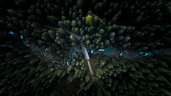 Aerial view, stream, forest, tree tree HD wallpaper