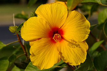 Yellow Hibiscus F, graphy, floral, beautiful, romance, beauty, wide screen, flower, love, , hibiscus HD wallpaper