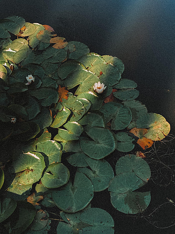 Flowers, Water, Lotus, Flower, Plant, Basin HD phone wallpaper
