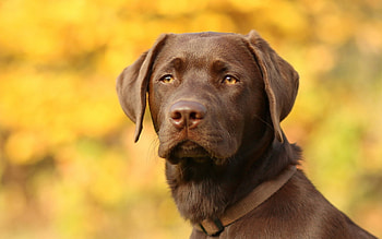 Brown Labrador Retriever, Gazing look, Animal HD wallpaper